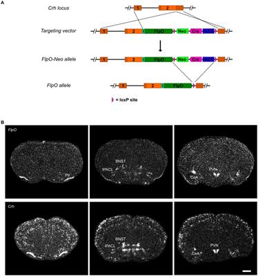 Differential CRH expression level determines efficiency of Cre- and Flp-dependent recombination